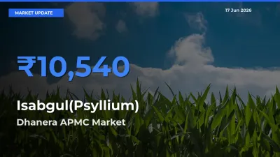 Farmers Prefer Dhanera APMC as Isabgul(Psyllium) Hits Highest Rate