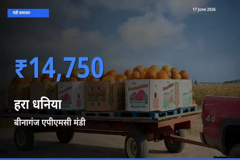 बाज़ार संकेत: बीनागंज एपीएमसी बना हरा धनिया के लिए आज की टॉप मंडी