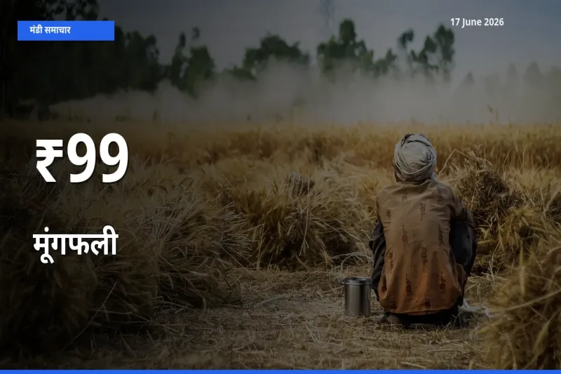 बाज़ार संकेत: मूंगफली के भाव कई मंडियों में समान रुझान दिखा रहे