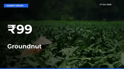 Groundnut Mandi Prices Move in Sync Across Major Markets Today
