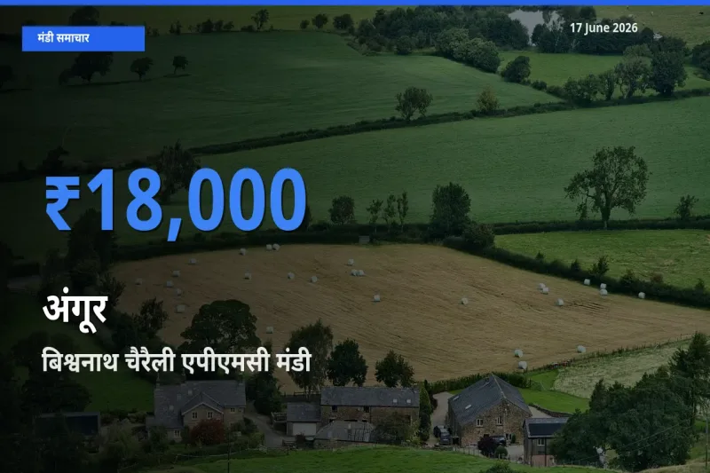 आज का मंडी भाव: अंगूर के सबसे ज़्यादा दाम बिश्वनाथ चैरैली एपीएमसी में