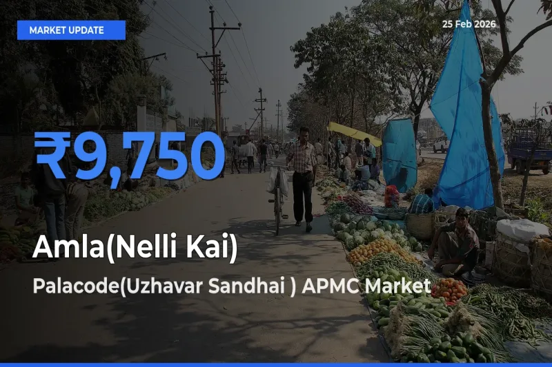 Market Watch: Palacode(Uzhavar Sandhai ) APMC Becomes Top Mandi for Amla(Nelli Kai)