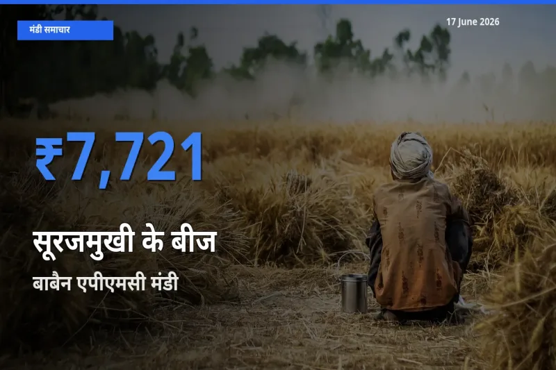 बाबैन एपीएमसी में सूरजमुखी के बीज का आज सबसे ऊँचा भाव