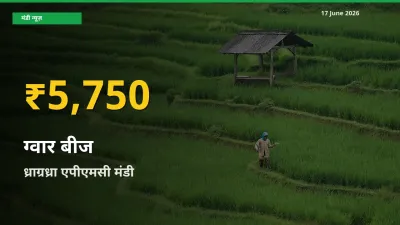 ग्वार बीज के दामों ने बनाया नया रिकॉर्ड, ध्राग्रध्रा एपीएमसी में तेज़ी