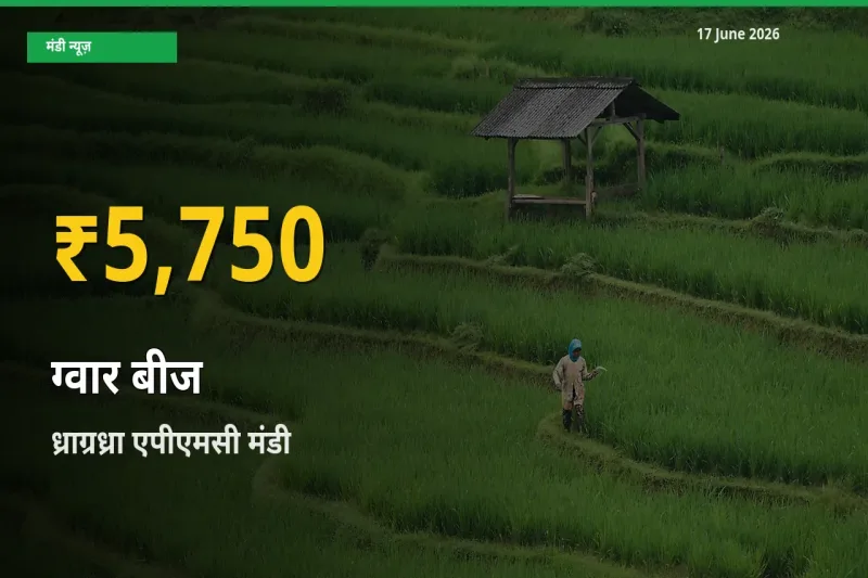 ग्वार बीज के दामों ने बनाया नया रिकॉर्ड, ध्राग्रध्रा एपीएमसी में तेज़ी