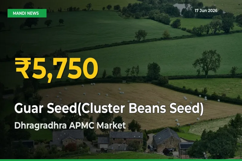 Fresh Record! Guar Seed(Cluster Beans Seed) Price Climbs to New High in Dhragradhra APMC