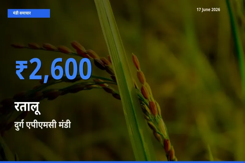 दुर्ग एपीएमसी मंडी में आज रतालू के सबसे ऊँचे दाम दर्ज
