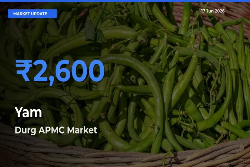 Durg APMC Leads as Top Mandi for Yam Prices