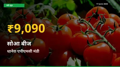 धानेरा एपीएमसी में सोआ बीज ₹9,090 पर पहुँचा – अब तक का उच्चतम भाव