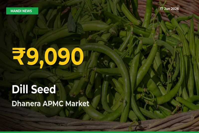 Dill Seed Hits Fresh High in Dhanera APMC Today