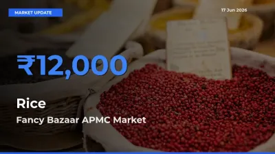 Fancy Bazaar APMC Tops Rice Rates – June 17 Market Update