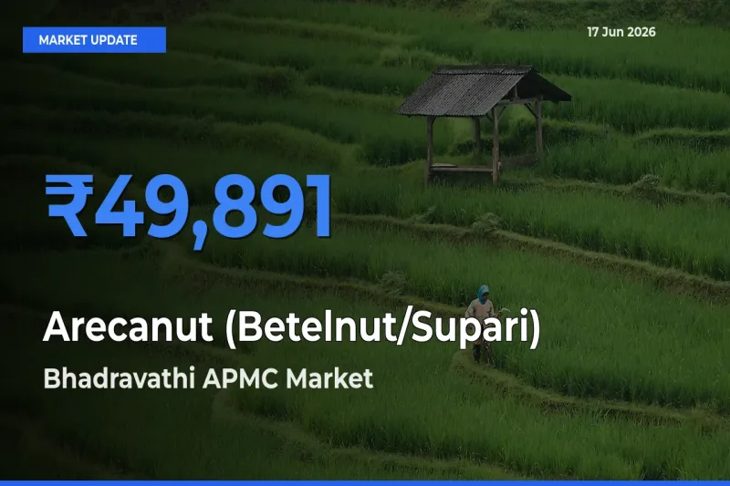 Bhadravathi APMC Tops Arecanut (Betelnut/Supari) Mandi Rates Today