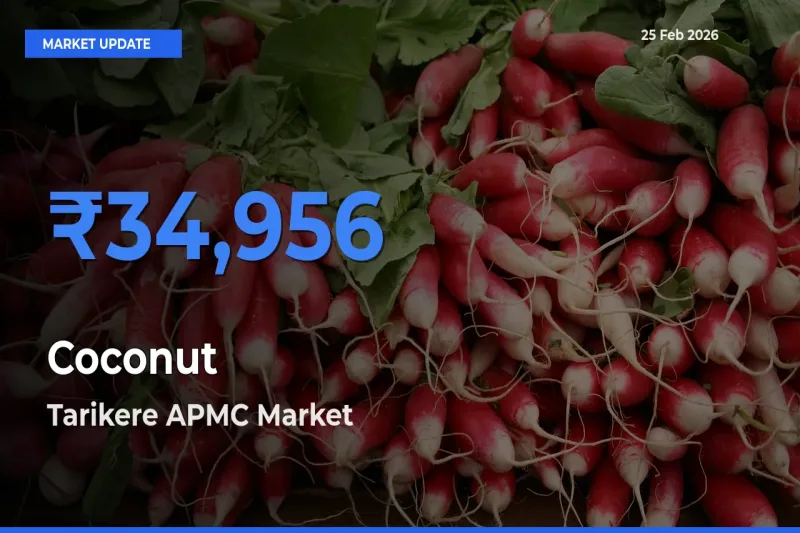 Tarikere APMC Offers ₹34,956 – Highest Coconut Rate Today