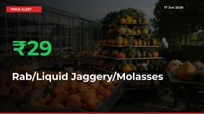 Sharp Jump! Rab/Liquid Jaggery/Molasses Prices Climb 29.3% in 24 Hours at Key Mandis