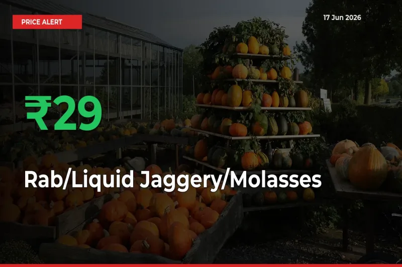 Sharp Jump! Rab/Liquid Jaggery/Molasses Prices Climb 29.3% in 24 Hours at Key Mandis