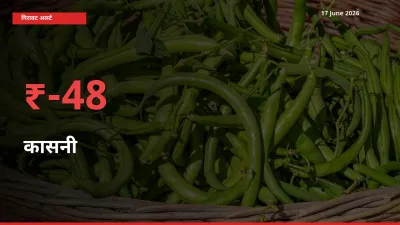 आज का मंडी भाव: कासनी के दाम मंडी में 47.97% नीचे
