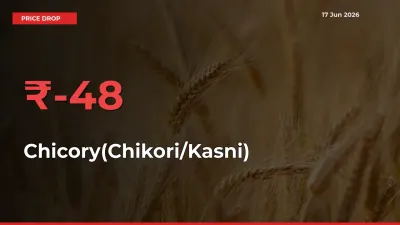 Chicory(Chikori/Kasni) Prices Drop 47.97% – June 17 Market Update from Mandis