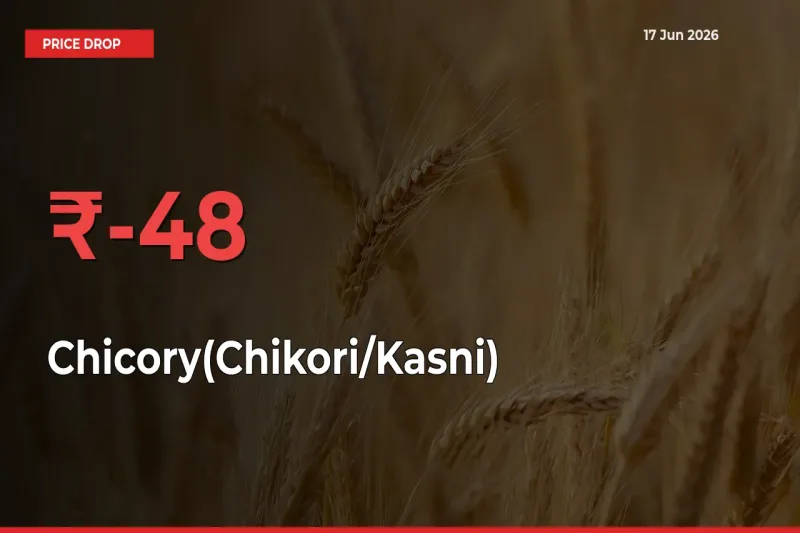 Chicory(Chikori/Kasni) Prices Drop 47.97% – June 17 Market Update from Mandis