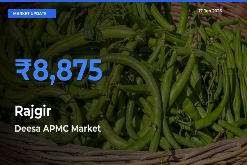 Deesa APMC Tops Rajgir Rates – June 17 Market Update