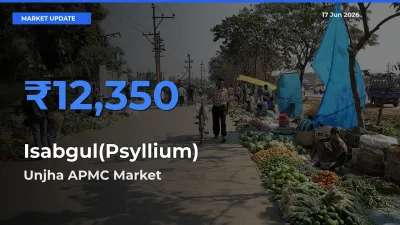 Unjha APMC Offers ₹12,350 – Highest Isabgul(Psyllium) Rate Today