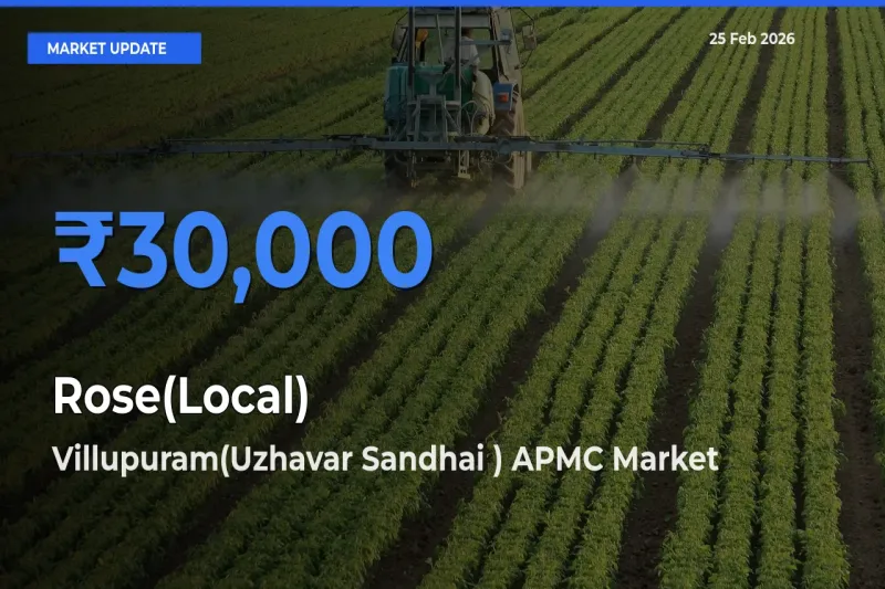 Villupuram(Uzhavar Sandhai ) APMC Tops Rose(Local) Mandi Rates Today