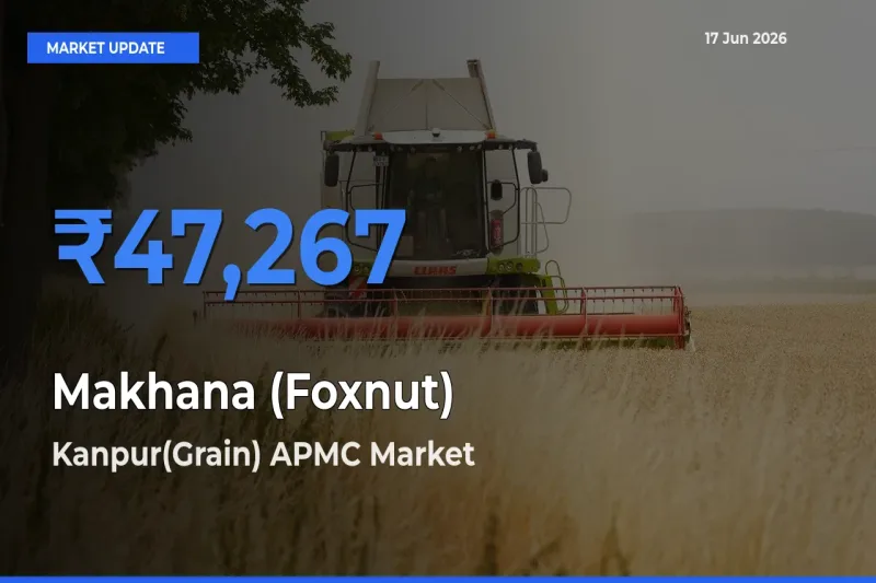Kanpur(Grain) APMC Records Highest ₹47,267 Rate for Makhana (Foxnut)