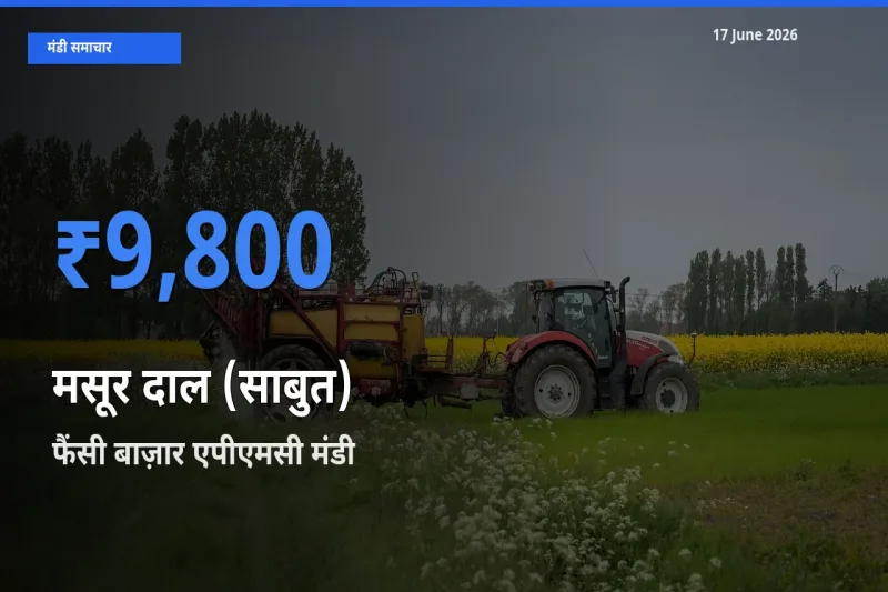 फैंसी बाज़ार एपीएमसी मंडी में मसूर दाल (साबुत) ₹9,800 पर पहुँचा – आज का सर्वोच्च भाव
