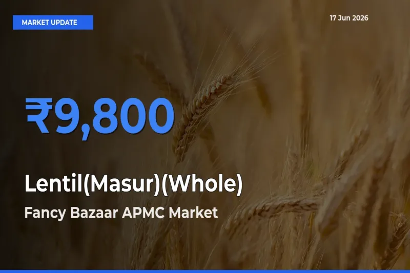 Fancy Bazaar APMC Offers ₹9,800 – Highest Lentil(Masur)(Whole) Rate Today