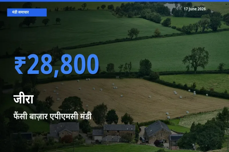 फैंसी बाज़ार एपीएमसी मंडी में आज जीरा के सबसे ऊँचे दाम दर्ज