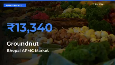 Bhopal APMC Emerges as Top Mandi for Groundnut Prices Today