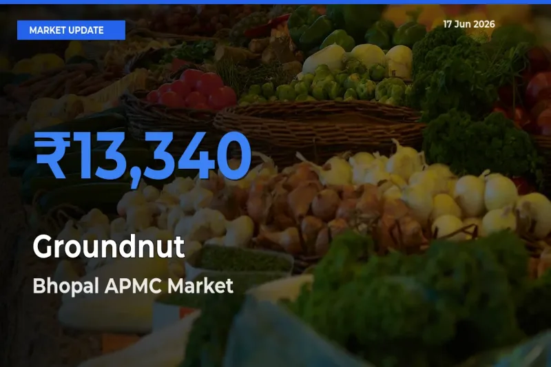 Bhopal APMC Emerges as Top Mandi for Groundnut Prices Today