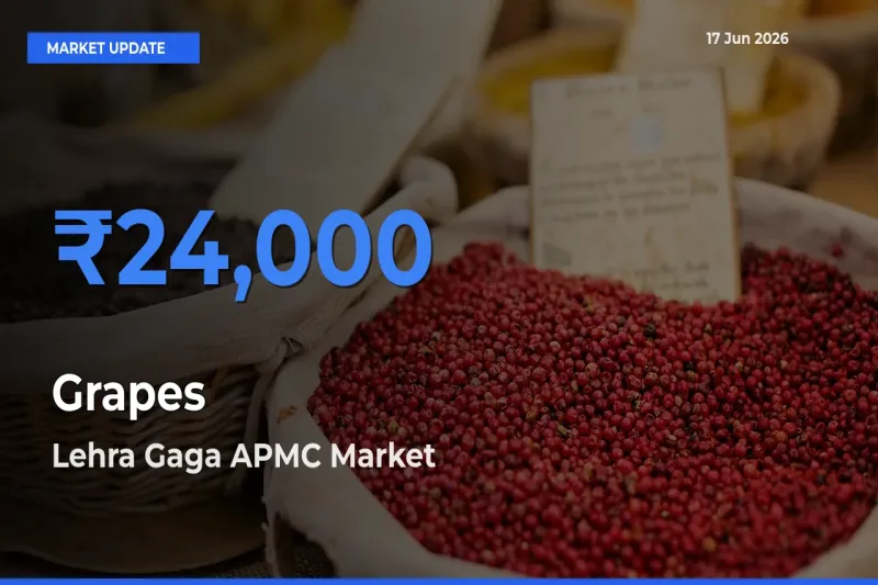 Farmers Prefer Lehra Gaga APMC as Grapes Hits Highest Rate