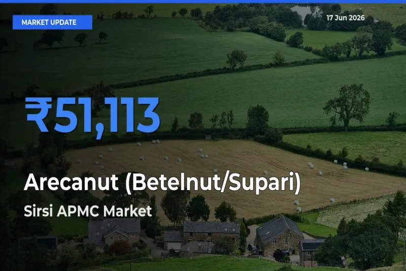 Sirsi APMC Tops Arecanut (Betelnut/Supari) Rates – June 17 Market Update