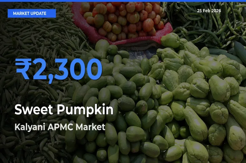 Kalyani APMC Emerges as Top Mandi for Sweet Pumpkin Prices Today