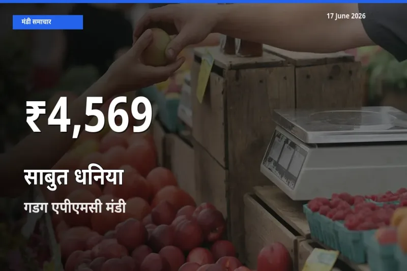 रिकॉर्ड गिरावट नहीं, लेकिन 30 दिन का न्यूनतम! गडग एपीएमसी में साबुत धनिया के दाम फिसले