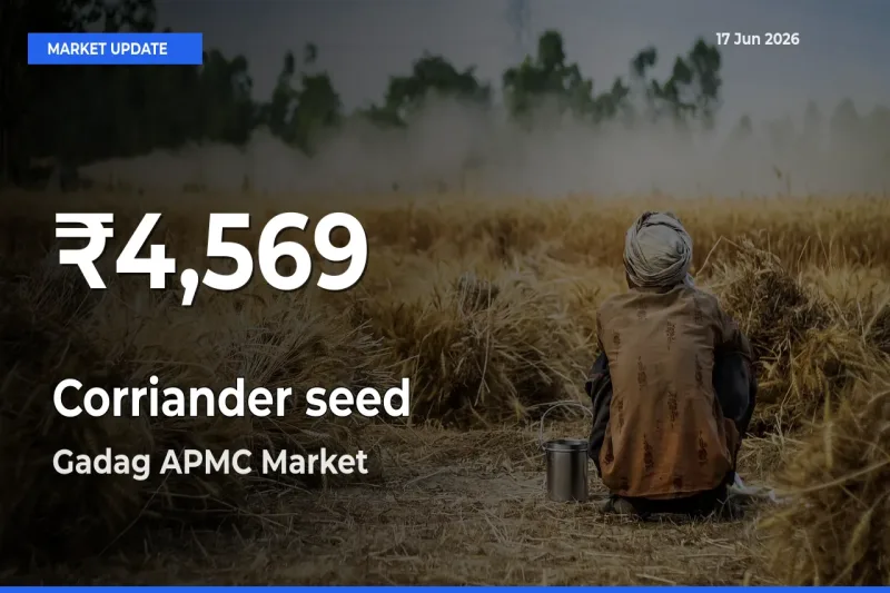 Corriander seed Prices Touch 30-Day Low in Gadag APMC – June 17 Update