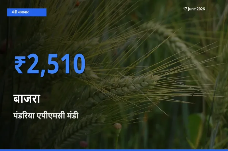 आज बाजरा के सबसे ज़्यादा दाम पंडरिया एपीएमसी मंडी में दर्ज