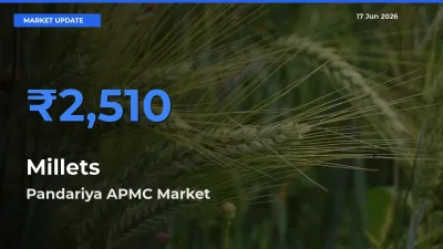 Millets Mandi Rate Today: Pandariya APMC Tops the List