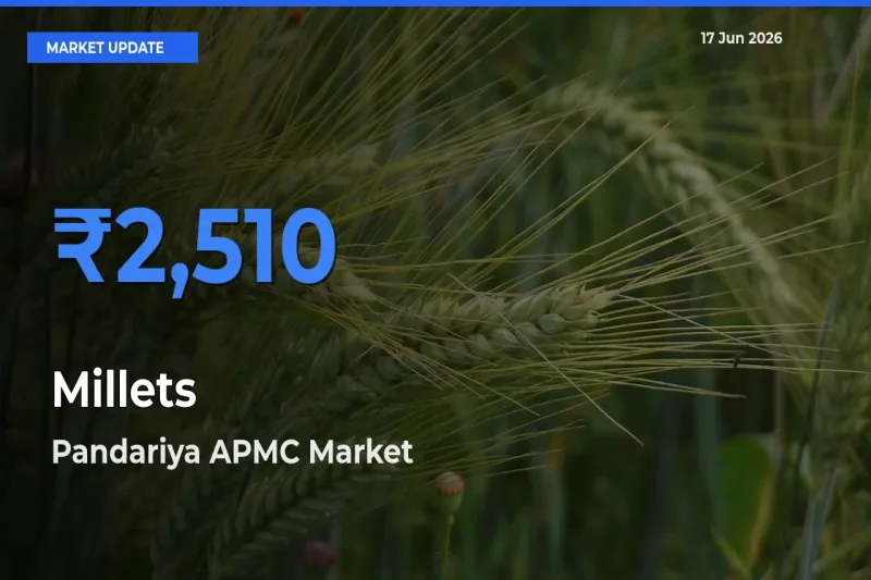 Millets Mandi Rate Today: Pandariya APMC Tops the List