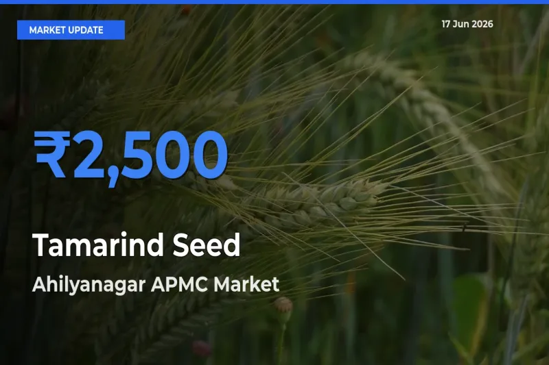 Ahilyanagar APMC Tops Tamarind Seed Rates – June 17 Market Update