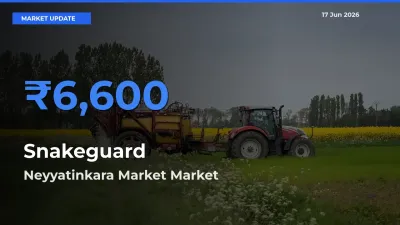 Top Performer! Neyyatinkara Market Offers Best Snakeguard Price Today