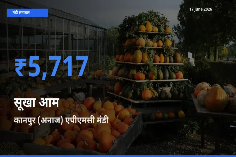 कानपुर (अनाज) एपीएमसी में सूखा आम का आज सबसे ऊँचा भाव