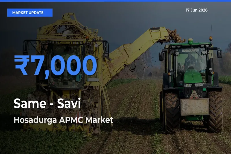 Hosadurga APMC Offers ₹7,000 – Highest Same - Savi Rate Today