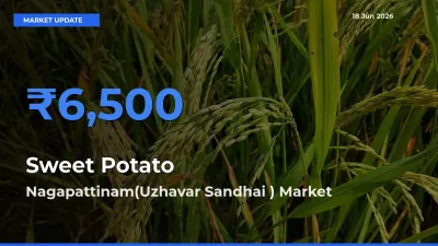 Nagapattinam(Uzhavar Sandhai ) Records Highest ₹6,500 Rate for Sweet Potato
