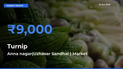 Anna nagar(Uzhavar Sandhai ) Leads as Top Mandi for Turnip Prices