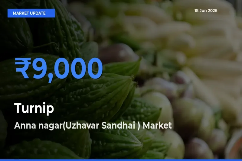 Anna nagar(Uzhavar Sandhai ) Leads as Top Mandi for Turnip Prices