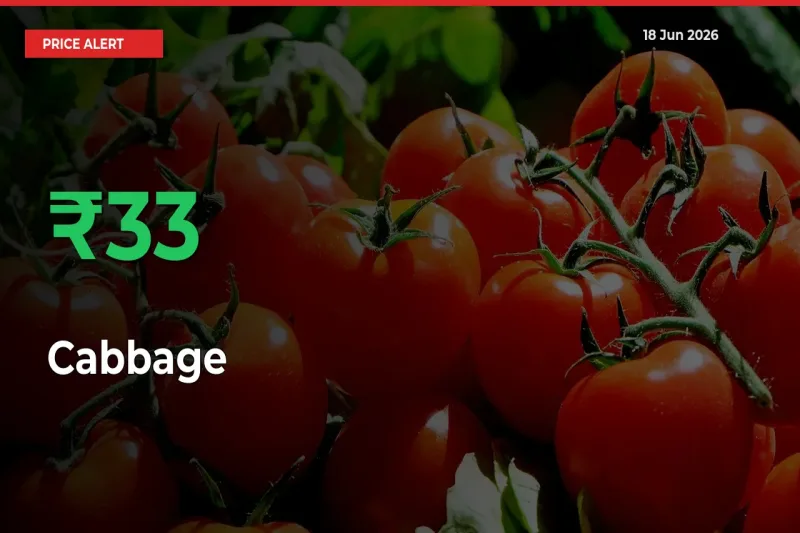 Big Rally! Cabbage Climbs 33.15% in 24 Hours at Top Mandis