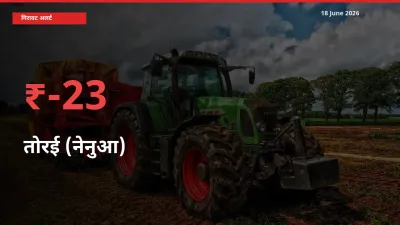 तेज़ गिरावट! मंडी में तोरई (नेनुआ) के दाम 22.83% लुढ़के