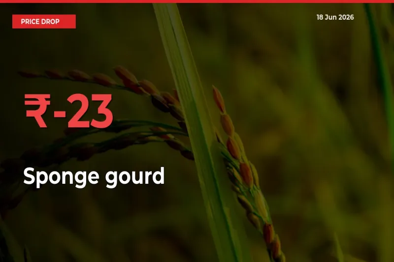 Why Sponge gourd Prices Fell 22.83% in a Day at Mandis