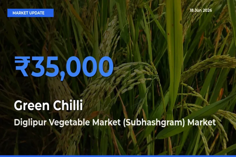 Diglipur Vegetable Market (Subhashgram) Tops Green Chilli Rates – June 18 Market Update